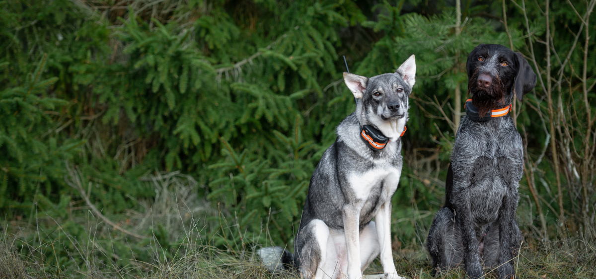 Maximera din hundpejls prestanda 