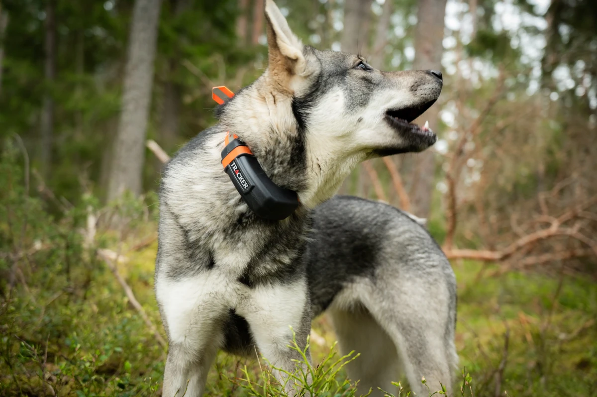 Tracker Luna Stövare